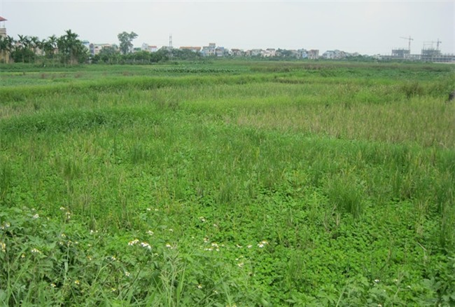 Nhiều người choáng với mức giá trúng của nhà đầu tư tại lô đất ĐM 1 Đại Mỗ (ảnh minh hoạ)