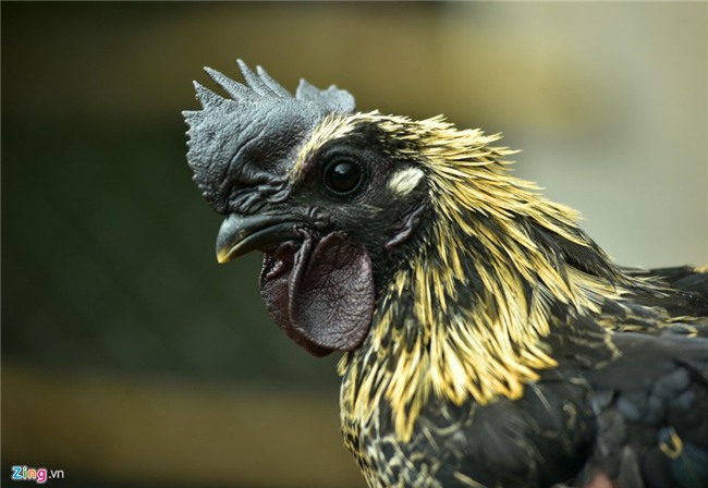 gà xương đen, quà quý, nuôi gà, thịt gà