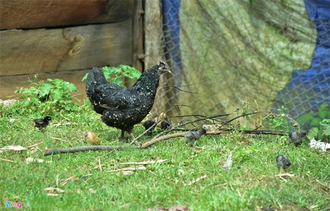 gà xương đen, quà quý, nuôi gà, thịt gà