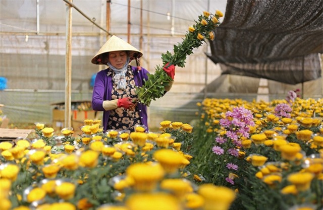 Hoa cúc cắt cành tại Đà Lạt bất ngờ tăng giá cao
