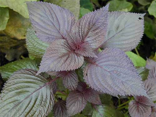 voi 2 ngan dong co ngay 2 cach tri mun thit quanh mat "mot di khong tro lai" - 2