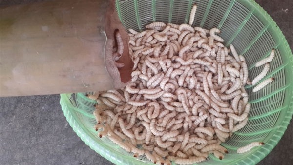 Sâu tre khá phổ biến ở vùng núi Sơn La hoặc khu vực Mường Lát (Thanh Hóa)