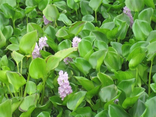 Béo tây vốn là loại cây khá phổ biến ở nông thôn tuy nhiên ít khi được sử dụng trong bữa ăn gia đình