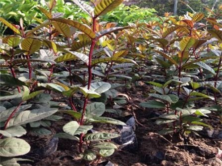 ổi tím, hoa quả nhập nhẩu,