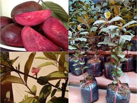 ổi tím, hoa quả nhập nhẩu,