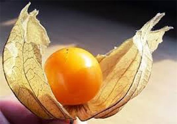 quả dại, hoa quả nhập khẩu