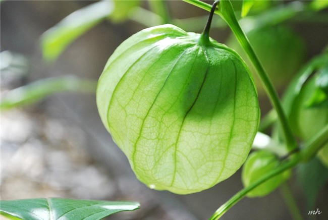 quả dại, hoa quả nhập khẩu