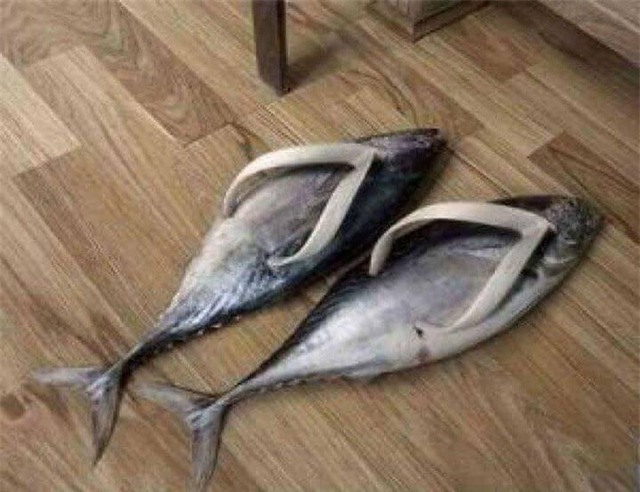 Dép chống chỉ định với nhà nuôi mèo