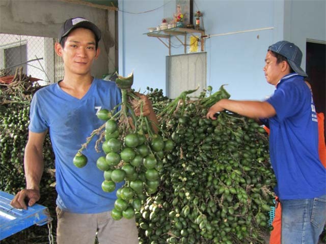 thuong lái trung quóc mua cau non giá cao bát thuòng hinh anh 1