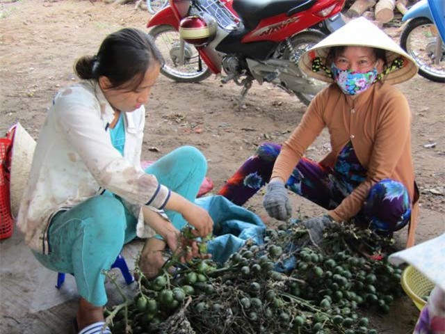 thuong lái trung quóc mua cau non giá cao bát thuòng hinh anh 2