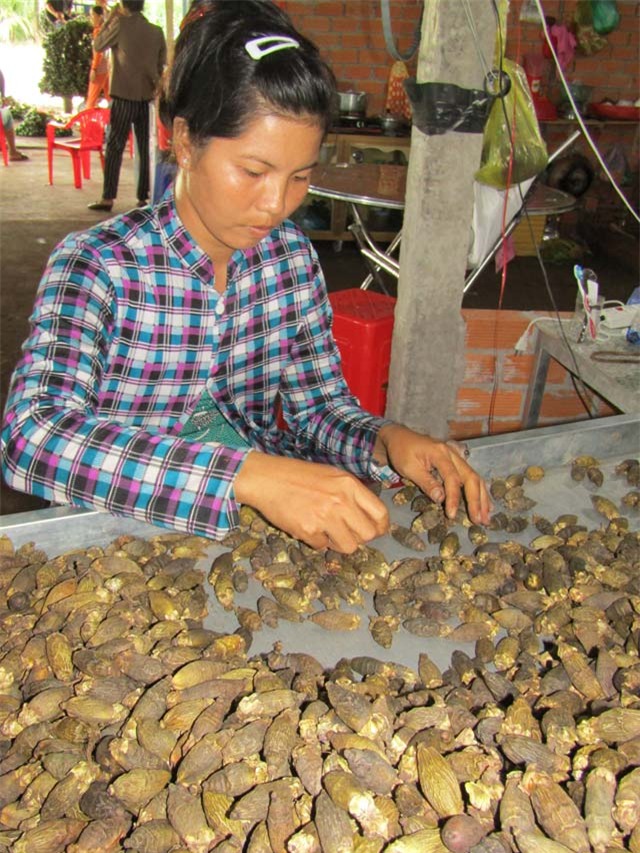 thuong lái trung quóc mua cau non giá cao bát thuòng hinh anh 4