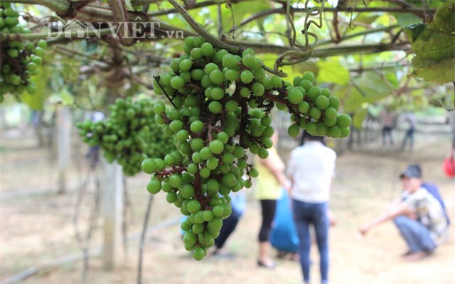 khach nuom nuop den vuon nho rung cua lao nong