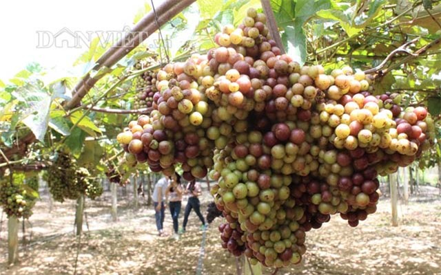 khach nuom nuop den vuon nho rung cua lao nong