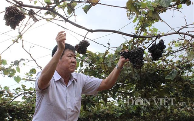 khach nuom nuop den vuon nho rung cua lao nong