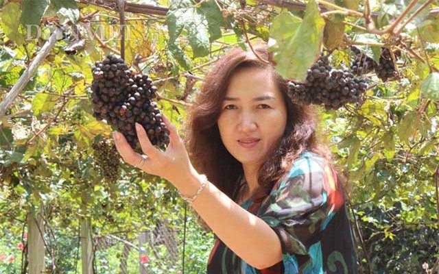 khach nuom nuop den vuon nho rung cua lao nong