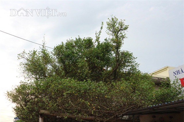 “bau vat” ruoi co 500 nam tuoi mang the doc “mam xoi con ga” hinh anh 2