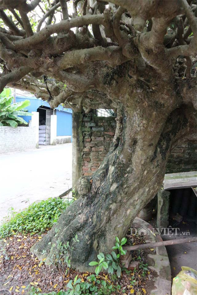 “bau vat” ruoi co 500 nam tuoi mang the doc “mam xoi con ga” hinh anh 3