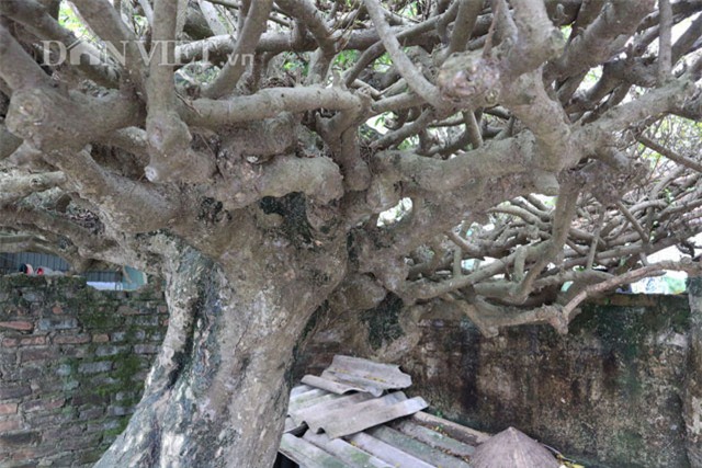 “bau vat” ruoi co 500 nam tuoi mang the doc “mam xoi con ga” hinh anh 4