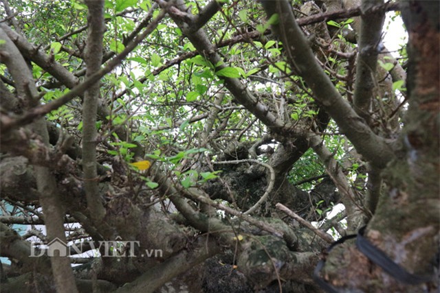 “bau vat” ruoi co 500 nam tuoi mang the doc “mam xoi con ga” hinh anh 5