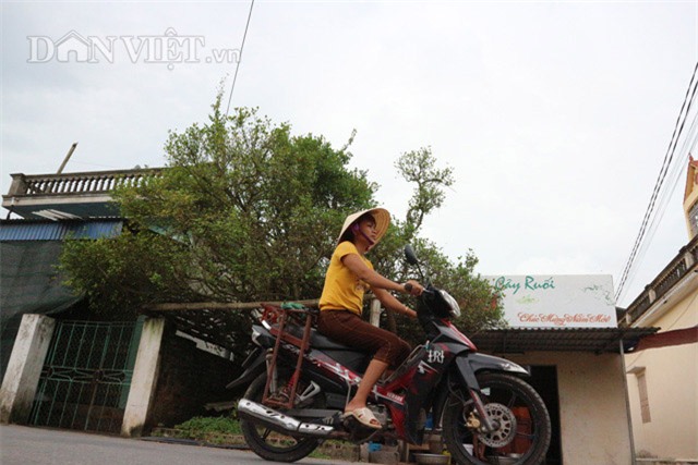 “bau vat” ruoi co 500 nam tuoi mang the doc “mam xoi con ga” hinh anh 6