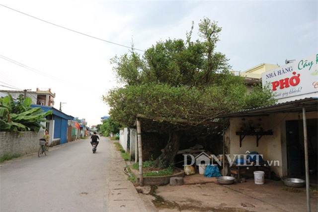 “bau vat” ruoi co 500 nam tuoi mang the doc “mam xoi con ga” hinh anh 7