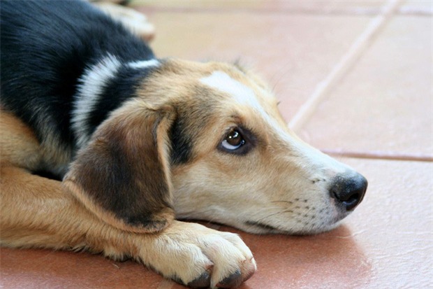 Cặp đôi chia tay vì cô gái lỡ làm chết cún cưng của người yêu - Ảnh 1.