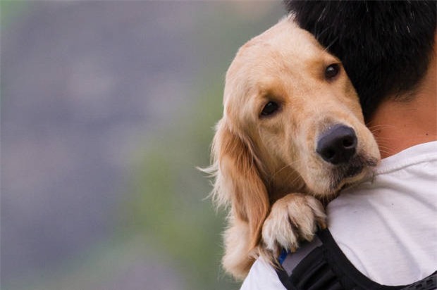 Cặp đôi chia tay vì cô gái lỡ làm chết cún cưng của người yêu - Ảnh 2.