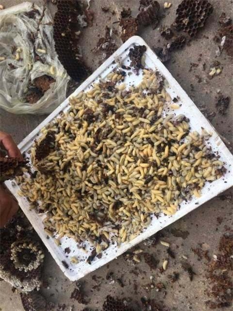 Nghệ An: Dân đổ xô bắt ong đất bán cho thương lái Trung Quốc - 2