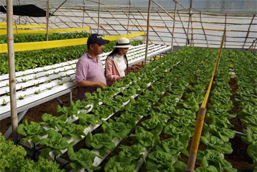 tỷ phú nông dân, về quê, làm giàu, trồng rau