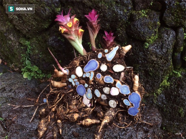 Nghệ vàng ai cũng biết, nghệ đen chứa 5 công dụng tuyệt vời bạn biết chưa? - Ảnh 2.