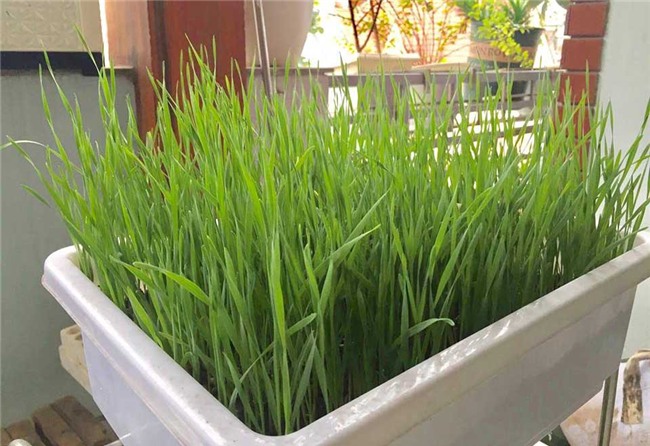 mít, tầm bóp, quả dại, dưa hấu, ổi tím, rau dại, cá lăng, thực phẩm bẩn, bơm tạp chất