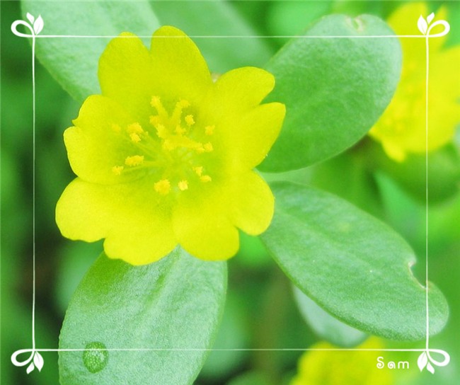 lai bat ngo vi mot loai rau dai o viet nam dang duoc nhieu nuoc "san lung" nhu than duoc - 2