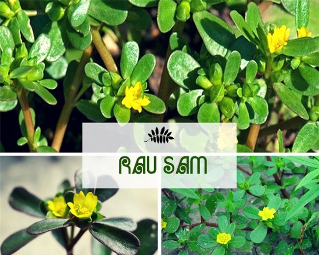 lai bat ngo vi mot loai rau dai o viet nam dang duoc nhieu nuoc "san lung" nhu than duoc - 4