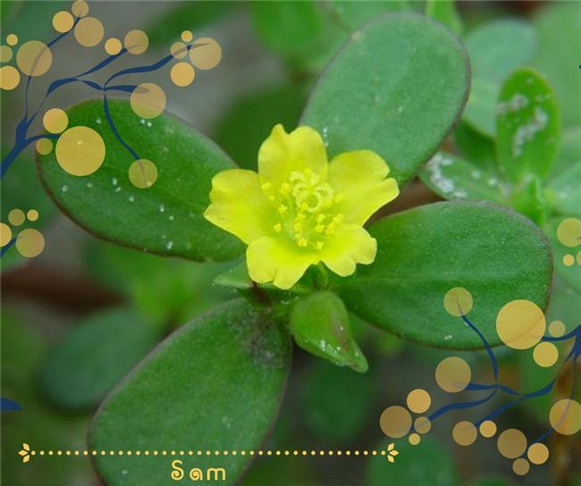 lai bat ngo vi mot loai rau dai o viet nam dang duoc nhieu nuoc "san lung" nhu than duoc - 7