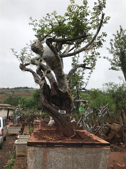 hoa hồng, vườn hồng, hồng cổ, trồng hoa hồng