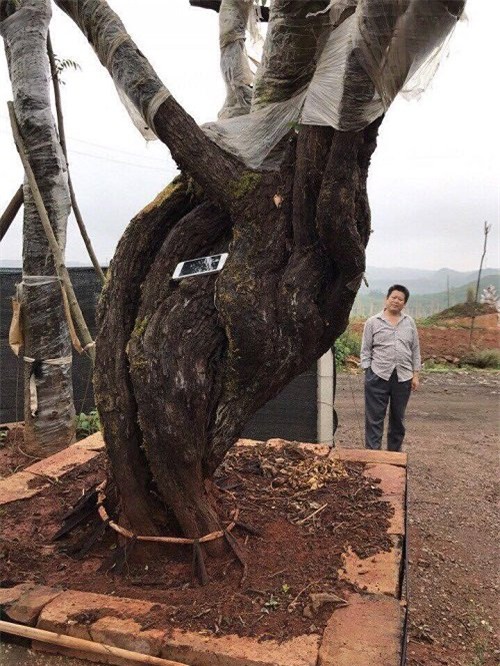 hoa hồng, vườn hồng, hồng cổ, trồng hoa hồng