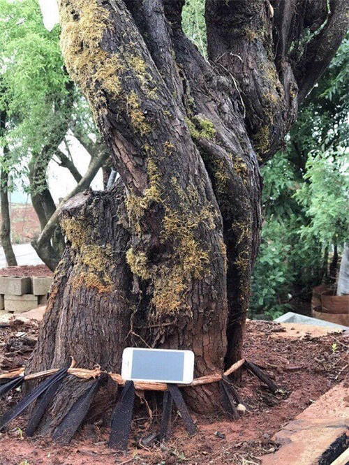 hoa hồng, vườn hồng, hồng cổ, trồng hoa hồng