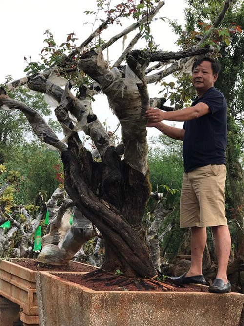 hoa hồng, vườn hồng, hồng cổ, trồng hoa hồng