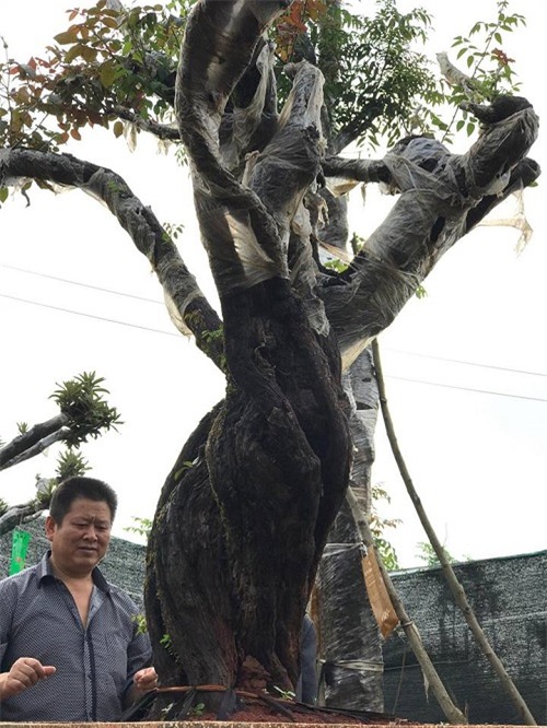 hoa hồng, vườn hồng, hồng cổ, trồng hoa hồng