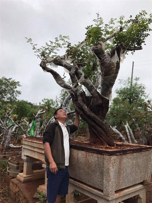 hoa hồng, vườn hồng, hồng cổ, trồng hoa hồng