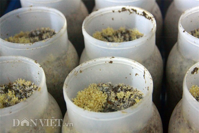 Quy trình sản xuất nấm kim châm sạch gần 70 tỷ đồng hiện đại cỡ nào?-10