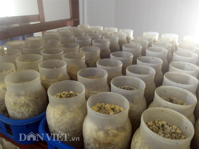 Quy trình sản xuất nấm kim châm sạch gần 70 tỷ đồng hiện đại cỡ nào?-12