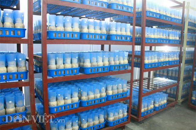 Quy trình sản xuất nấm kim châm sạch gần 70 tỷ đồng hiện đại cỡ nào?-14