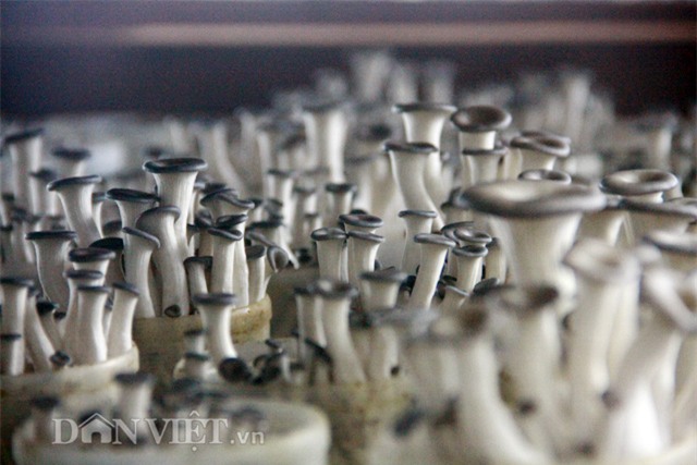 Quy trình sản xuất nấm kim châm sạch gần 70 tỷ đồng hiện đại cỡ nào?-18