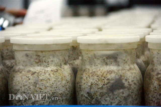 Quy trình sản xuất nấm kim châm sạch gần 70 tỷ đồng hiện đại cỡ nào?-5