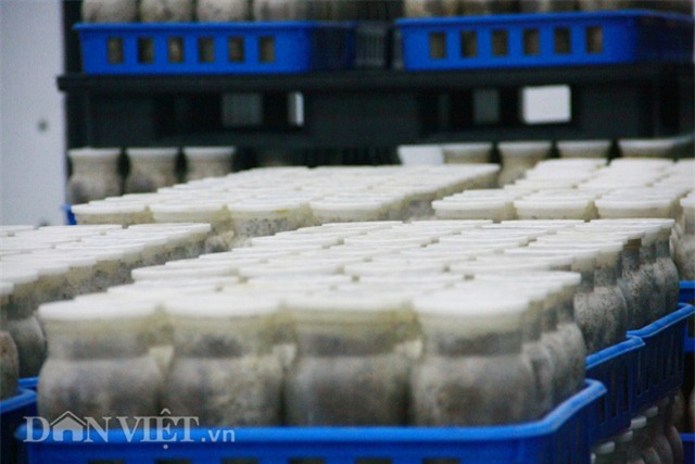 Quy trình sản xuất nấm kim châm sạch gần 70 tỷ đồng hiện đại cỡ nào?-7
