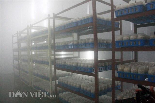 Quy trình sản xuất nấm kim châm sạch gần 70 tỷ đồng hiện đại cỡ nào?-9