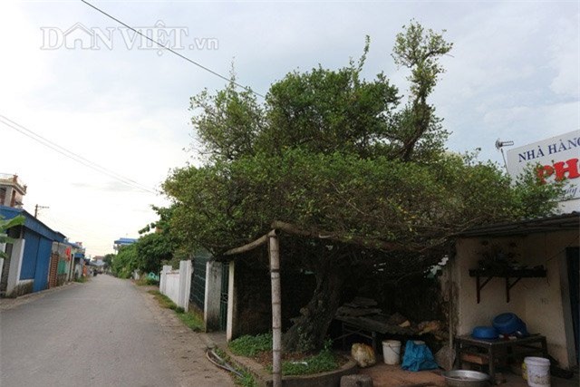 cây cổ thụ, gỗ quý