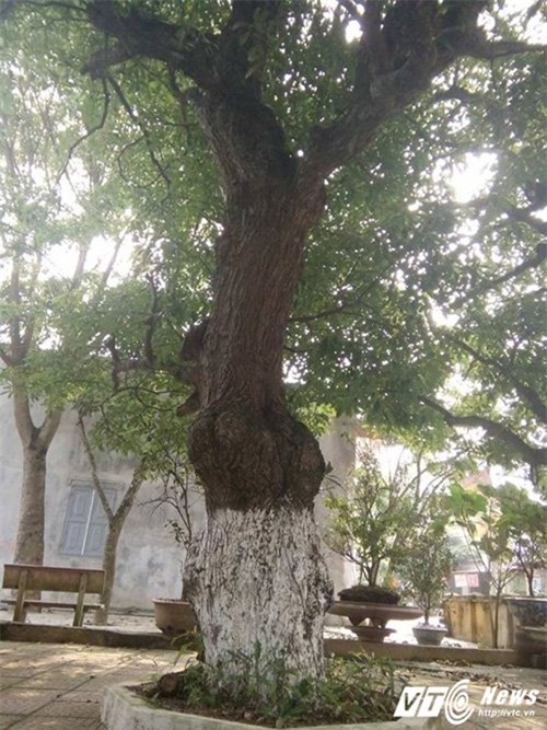 cây cổ thụ, gỗ quý