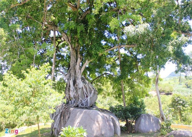 cây cổ thụ, gỗ quý